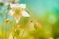 Delicate Aquilegia flower pink against a blue background. soft selective focus. Artistic image of flowers outdoors. Royalty Free Stock Photo