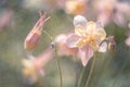 Delicate Aquilegia flower rose in the rain . Soft selective focus. Artistic image of flowers outdoors. Royalty Free Stock Photo