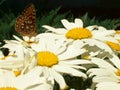 DELICATE ARCTIC SKIPPER BUTTERFLY ON A GROUP OF LIVELY CHARMING SHASTA DAISIES INVITING YOU INTO THE GARDEN Royalty Free Stock Photo