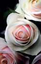 Delicate artistic closeup bouquet of tender romantic blooming Rose flower.