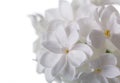 Delicate asterisks of snow-white flowers lilac isolated on white Royalty Free Stock Photo