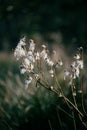 Delicate autumn dry plant with light white cotton like pappus