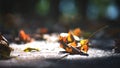 Delicate autumn leaves on the ground among the rays of the sun