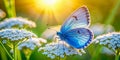 Delicate Azure Butterfly Sips Nectar from a Yarrow Blossom in a Lush Meadow A Tender Moment Captured in