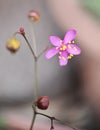 Delicate Baby's Breath or Jewels of Ophir