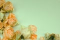 Delicate background with faded roses in vintage style Royalty Free Stock Photo