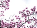 Delicate backlit pink magnolia flowers against a pale sky