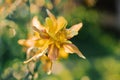 Delicate beautiful Aquilegia yellow red flower in the garden in summer