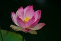 Lotus flowers, symbolizing growth and new beginnings