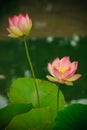 Lotus flowers, symbolizing growth and new beginnings Royalty Free Stock Photo