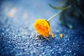 A delicate beautiful calendula flower bent over the asphalt, dropping yellow petals. Medicinal flowers and herbs. Nature