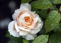 Delicate beautiful cream rose flower with water drops after rain Royalty Free Stock Photo