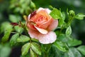 Delicate beautiful cream rose flower with water drops after rain Royalty Free Stock Photo