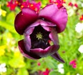 Delicate beautiful dark burgundy tulip on a bright spring blurred background. Macro. A blossoming tulip flower Royalty Free Stock Photo