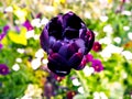 Delicate beautiful dark burgundy tulip on a bright spring blurred background. Macro. A blossoming tulip flower Royalty Free Stock Photo