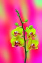 Delicate and beautiful mini yellow phalaenopsis orchids on gradient background