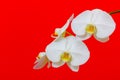 Delicate and beautiful phalaenopsis white orchids hanging against bright red background Royalty Free Stock Photo