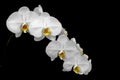 Delicate and beautiful phalaenopsis white orchids hanging on reflective surface and dark background