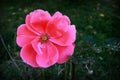 Delicate beautiful pink flower in the garden,