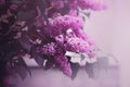 Delicate beautiful pink lilac flowers bloomed on a bush with dark leaves in the garden on a foggy spring morning. Romantic nature Royalty Free Stock Photo