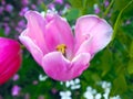 Delicate beautiful pink tulip on a light green background. Macro. A blossoming tulip flower. Spring summer background Royalty Free Stock Photo