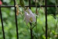 Delicate beautiful pink, white flowers, Aquilegia growing between metal mesh, fence. Royalty Free Stock Photo