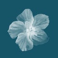 A delicate beautiful poster with a white violet flower on a blue background for your minimalistic designs