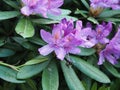 Delicate Beautiful Purple Flowers