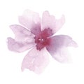 A delicate beautiful watercolor flower isolated on a white background, hand-drawn. A decorative element for a holiday