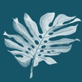 Delicate beautiful white monstera leaf on a blue background,tropics for your minimalistic designs