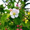 Delicate beautiful white pink apple blossoms on a green background, macro. Flowers of an apple tree close up Royalty Free Stock Photo