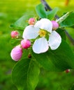 Delicate beautiful white pink apple blossoms on a green background, macro. Flowers of an apple tree close up Royalty Free Stock Photo