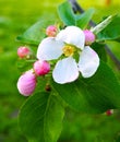 Delicate beautiful white pink apple blossoms on a green background, macro. Flowers of an apple tree close up Royalty Free Stock Photo