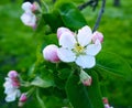 Delicate beautiful white pink apple blossoms on a green background, macro. Flowers of an apple tree close up Royalty Free Stock Photo