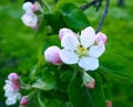 Delicate beautiful white pink apple blossoms on a green background, macro. Flowers of an apple tree close up Royalty Free Stock Photo