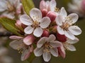 The delicate beauty of apple blossoms