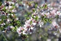 Delicate beauty. Blooming cherry tree.