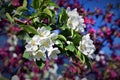 Delicate beauty. Blooming cherry trees.