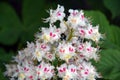 Delicate beauty. Blooming chestnut tree.