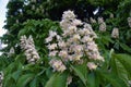 Delicate beauty. Blooming chestnut tree.