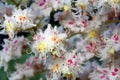 Delicate beauty. Blooming chestnut tree.