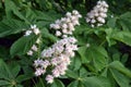 Delicate beauty. Blooming chestnut tree.