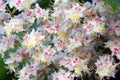 Delicate beauty. Blooming chestnut tree.