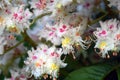 Delicate beauty. Blooming chestnut tree.