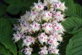 Delicate beauty. Blooming chestnut tree.