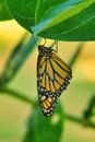 Colorful bright orange monarch hanging from a bright green leaf.