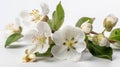 Delicate Beauty: Cherry Blossoms on White Background