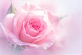 Delicate beauty close up of a fresh pink rose flower Royalty Free Stock Photo