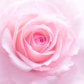 Delicate beauty close up of a fresh pink rose flower Royalty Free Stock Photo