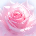 Delicate beauty close up of a fresh pink rose flower Royalty Free Stock Photo